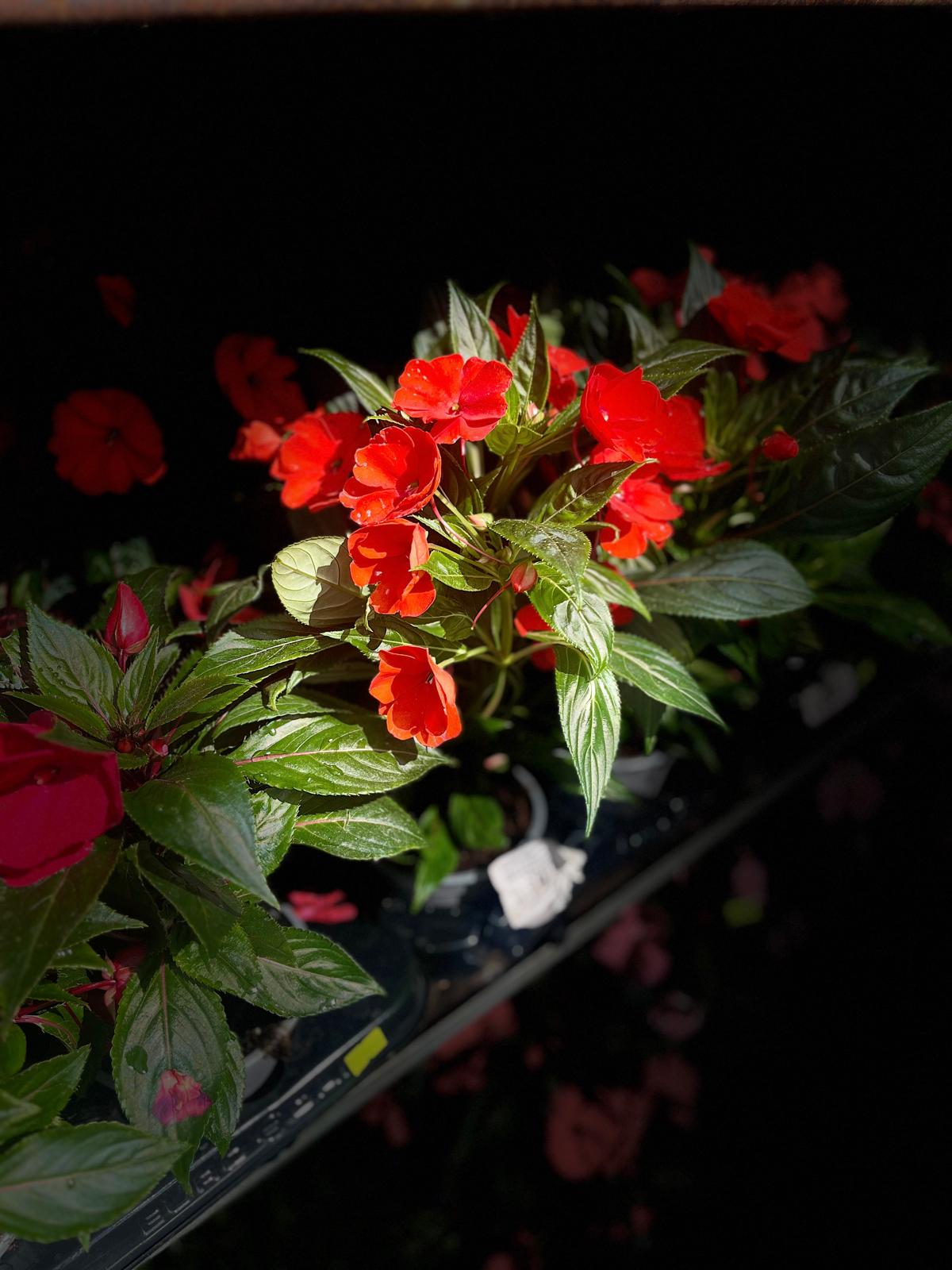 Rød blomster