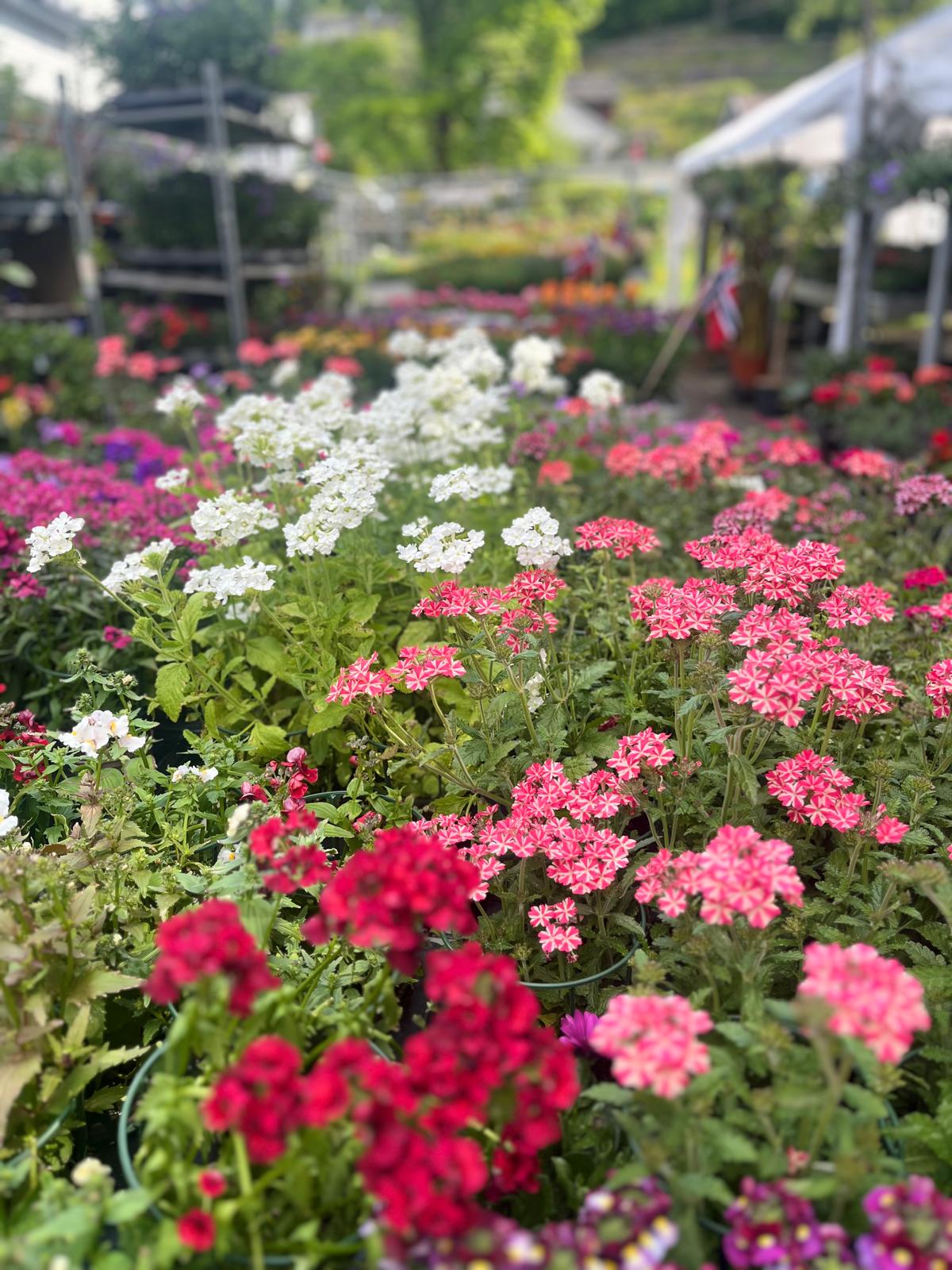 varierende blomster